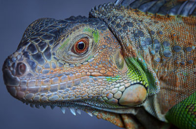 Close-up of a lizard