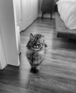 Cat sitting on bed at home