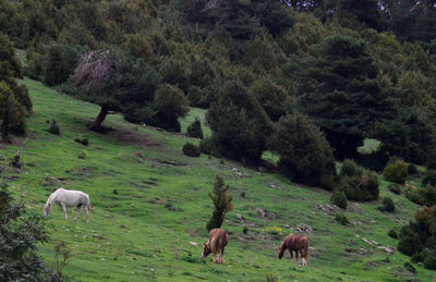 Horses grazing on field