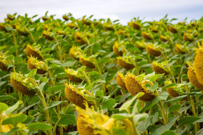 Close-up of yellow flowers growing on field