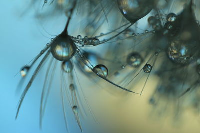 Close-up of water drops on plant against sea