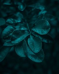 Close-up of wet plant leaves