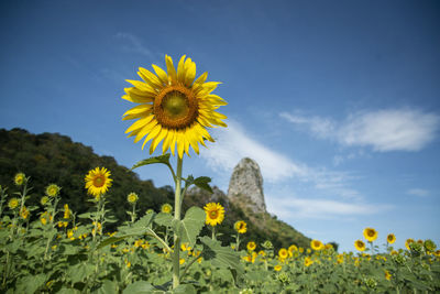 the Sunflower