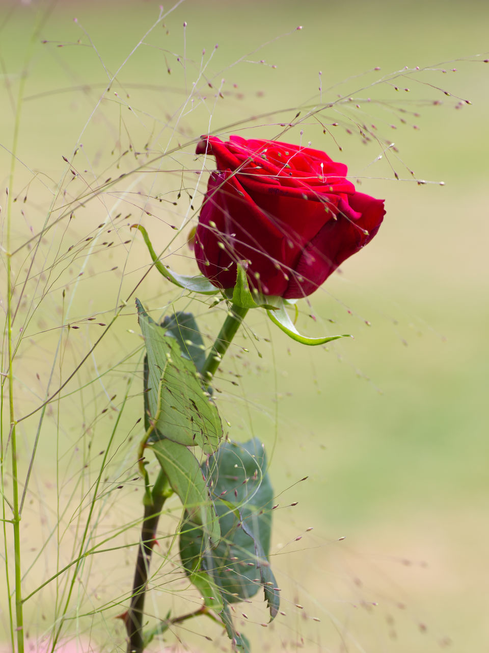 CLOSE-UP OF RED FLOWER