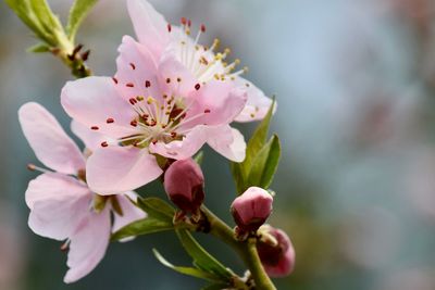 Close-up of pink cherry blossom