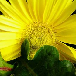 Close-up of sunflower