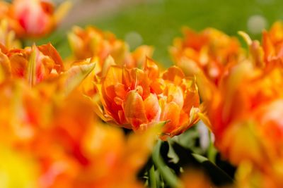 Close-up of orange flowering plant