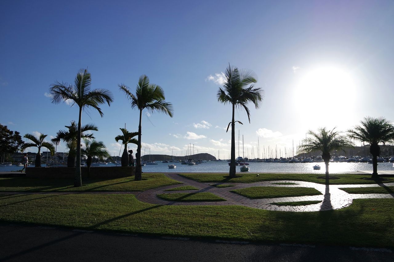 tree, sun, sunlight, grass, clear sky, sunbeam, palm tree, lens flare, blue, sky, tranquil scene, tranquility, park - man made space, field, nature, growth, landscape, beauty in nature, green color, sunny