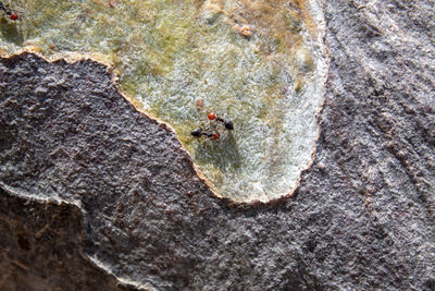 Close-up of insect on rock