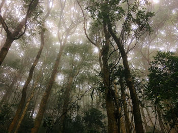 Low angle view of trees