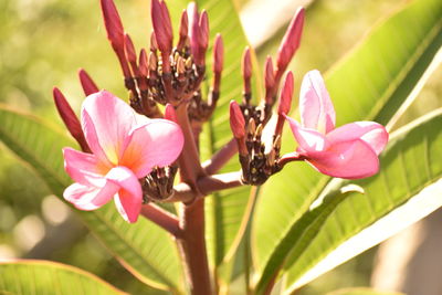 Close-up of pink flowers blooming outdoors