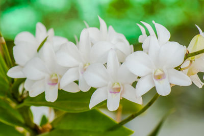 Close-up of white flowering plants