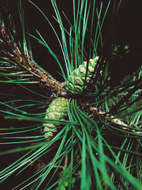 Close-up of pine tree on field