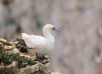 Close-up of seagull perching on rock