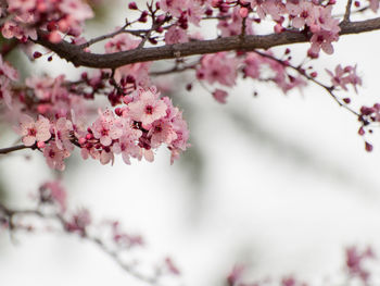 Close-up of pink cherry blossom