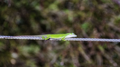 Close-up of lizard on rope