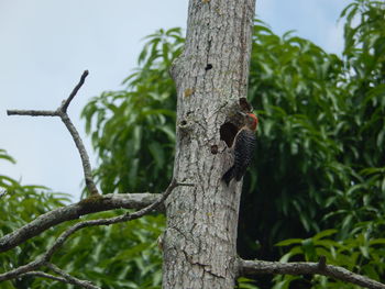 Close-up of bird perching on tree