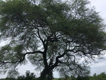 Low angle view of trees against sky