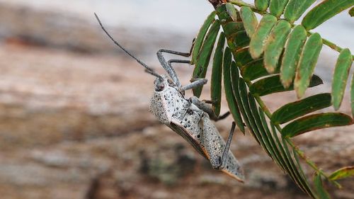 Close-up of insect on leaf