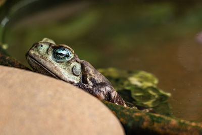 Close-up of frog