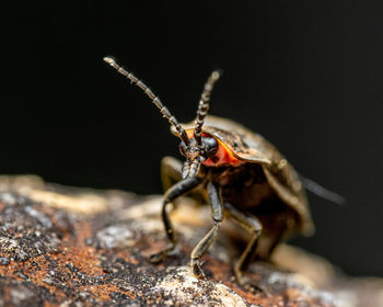 Close-up of insect on rock