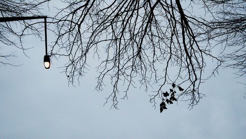 Low angle view of bare tree against sky