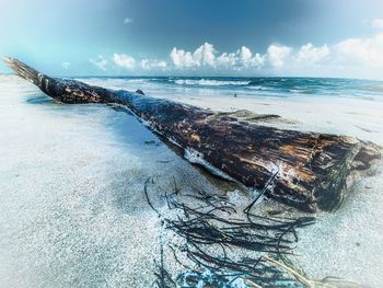 Driftwood on beach against sky