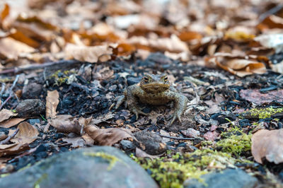 A frog in the woods. forest toad. amphibian jumping through the woods. the toad moves to the lake.