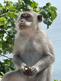 Low angle view of monkey on tree