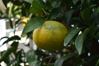 Close-up of fruits on tree