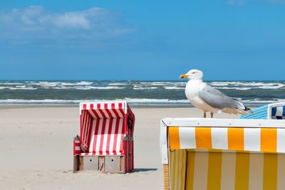 Seagull perching on beach against blue sky