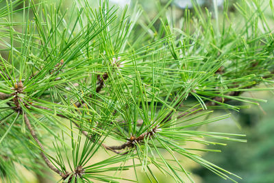 Close-up of green plant