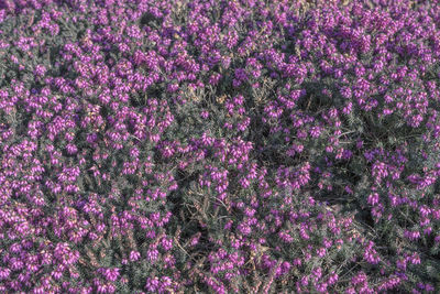 High angle view of purple flowering plants on field