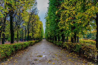 Road amidst trees during autumn