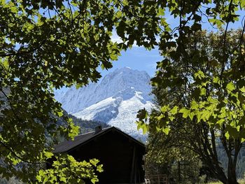 Low angle view of trees against sky