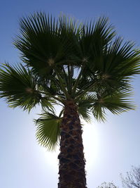 Low angle view of palm trees