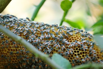 Close up of beehive with honey bee on the tree