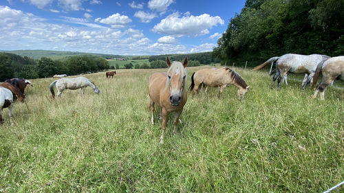 Cows grazing in the field