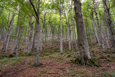 Trees growing in forest