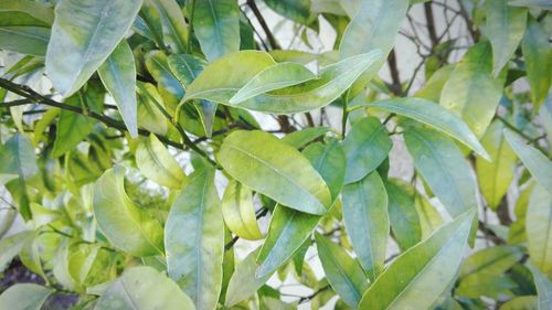 Close-up of fresh green leaves