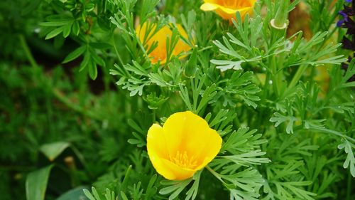 Close-up of yellow flowers blooming in field