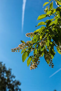Low angle view of tree against clear blue sky