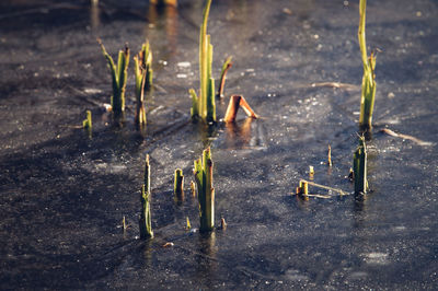 View of cross on the ground
