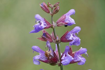 Close-up of purple flowering plant