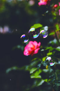 Close-up of flower against blurred background