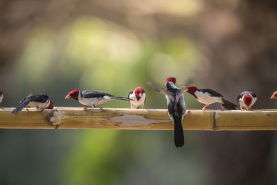 Close-up of bird perching on branch