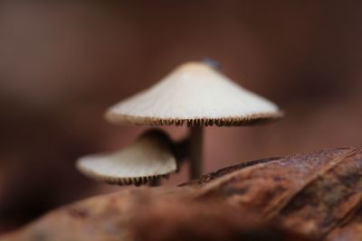 Close-up of mushroom growing on land