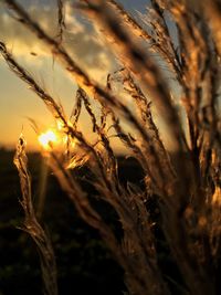 Close-up of stalks against sunset