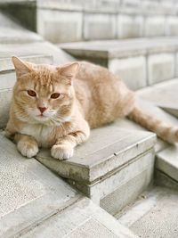 Portrait of cat resting on staircase