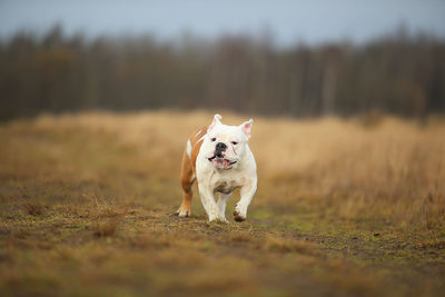 Portrait of dog running on field